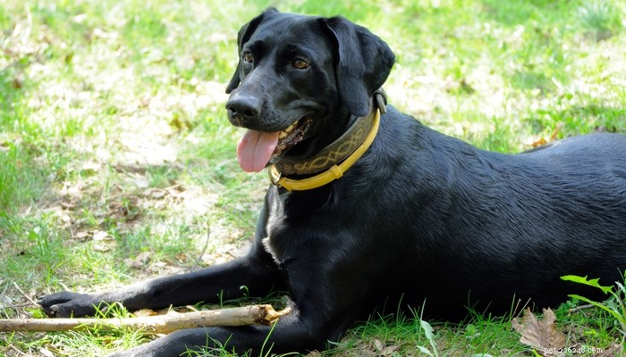 Pheromone Collars: Proven to Alleviate Dog Fear & Anxiety
