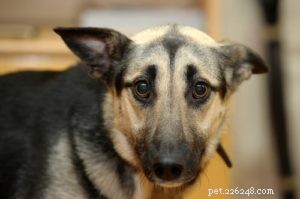 4 Key Factors Triggering Anxiety in Dogs—Insights from Recent Research