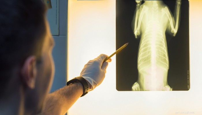 Understanding Bone Cancer in Dogs: Symptoms, Diagnosis, and Treatment Options