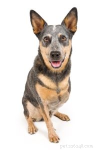 Understanding Bone Cancer in Dogs: Symptoms, Diagnosis, and Treatment Options