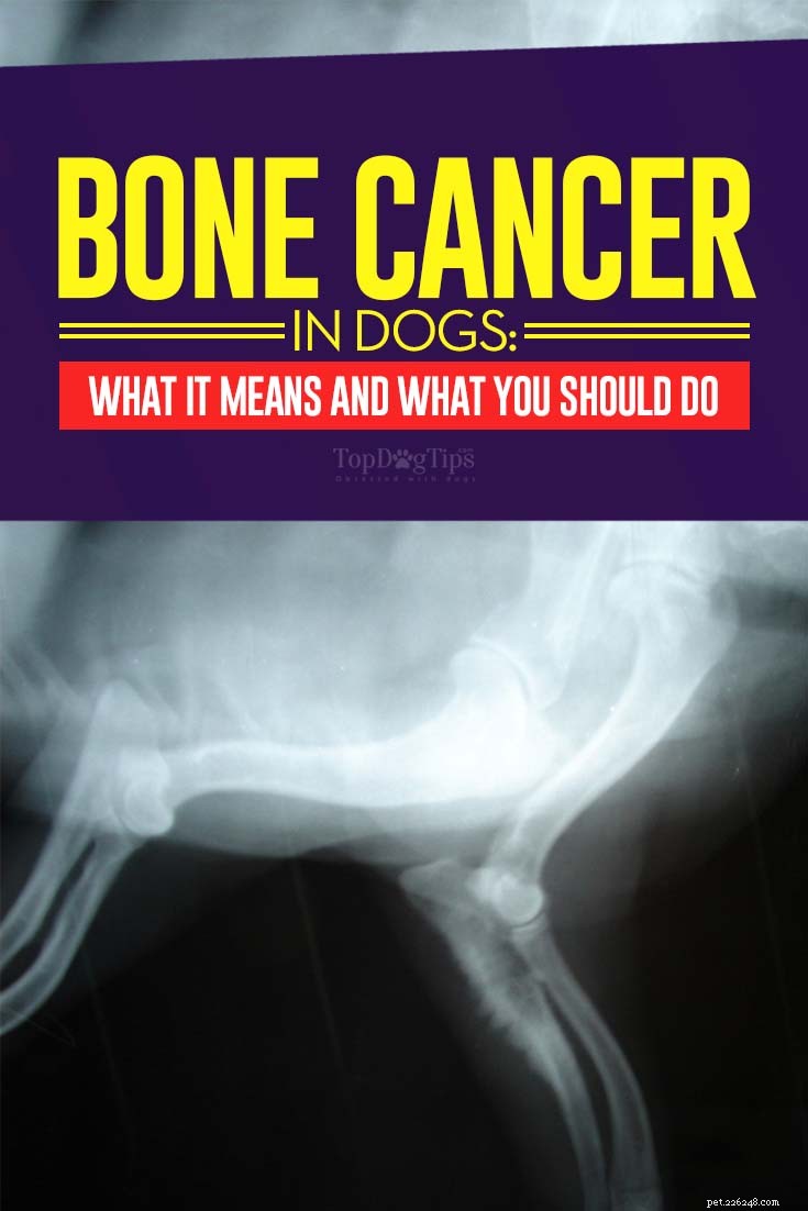 Understanding Bone Cancer in Dogs: Symptoms, Diagnosis, and Treatment Options