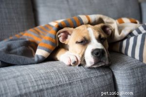 Understanding Bone Cancer in Dogs: Symptoms, Diagnosis, and Treatment Options