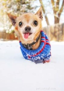 Is It Safe to Let Your Dog Outside in Cold Weather? A Practical Guide