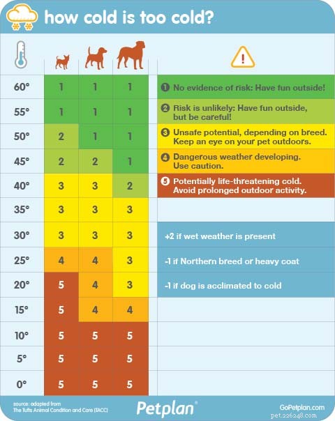 Is It Safe to Let Your Dog Outside in Cold Weather? A Practical Guide