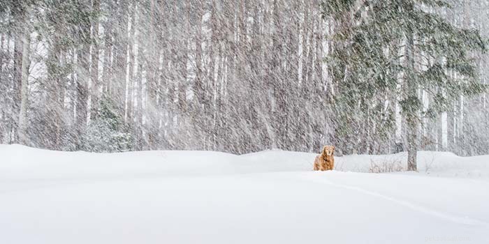 Is It Safe to Let Your Dog Outside in Cold Weather? A Practical Guide
