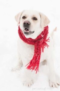 Is It Safe to Let Your Dog Outside in Cold Weather? A Practical Guide