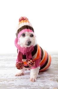 Is It Safe to Let Your Dog Outside in Cold Weather? A Practical Guide