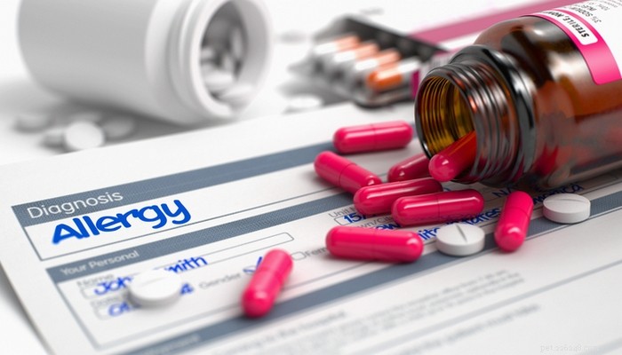 When to Use Allergy Meds for Dogs: Signs Your Pup Needs Treatment