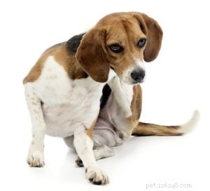 When to Use Allergy Meds for Dogs: Signs Your Pup Needs Treatment
