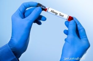 When to Use Allergy Meds for Dogs: Signs Your Pup Needs Treatment