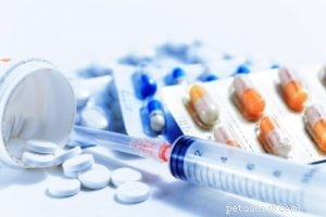 When to Use Allergy Meds for Dogs: Signs Your Pup Needs Treatment