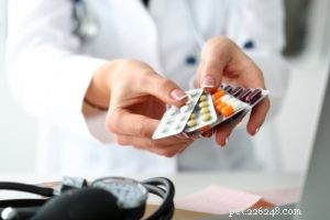 When to Use Allergy Meds for Dogs: Signs Your Pup Needs Treatment
