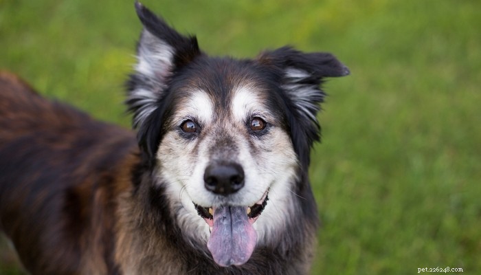 4 Science‑Based Ways to Keep Your Senior Dog Healthy