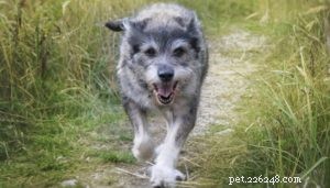 4 Science‑Based Ways to Keep Your Senior Dog Healthy
