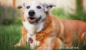 4 Science‑Based Ways to Keep Your Senior Dog Healthy