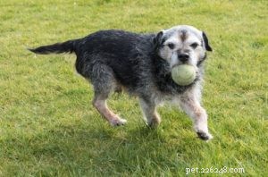 4 Science‑Based Ways to Keep Your Senior Dog Healthy