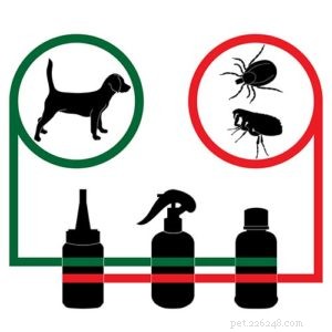 Do Dogs Get Fleas in Winter? What You Need to Know