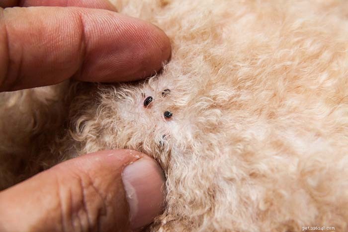 Do Dogs Get Fleas in Winter? What You Need to Know