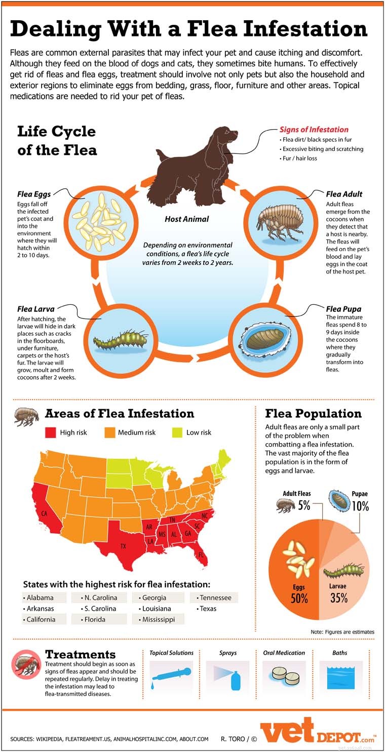 Do Dogs Get Fleas in Winter? What You Need to Know
