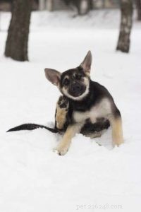 Do Dogs Get Fleas in Winter? What You Need to Know