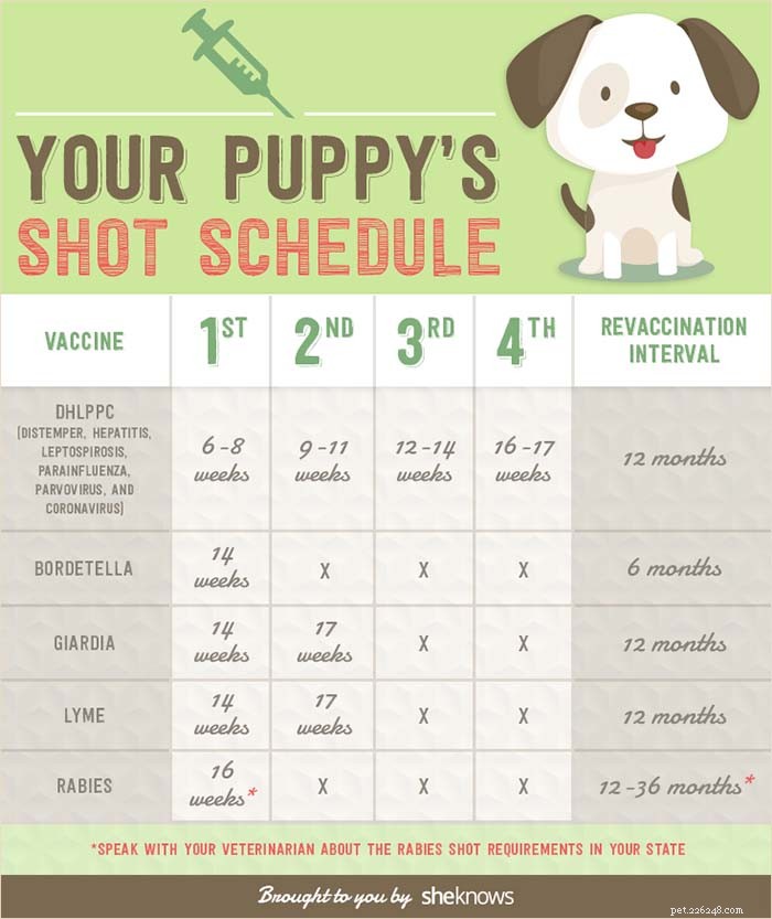 Canine Distemper: Essential Guide for Dog Owners