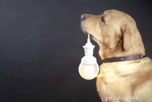 Why Dogs Sleep More in Winter: The Science Behind Their Extra Rest