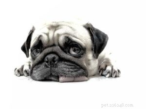 Why Dogs Sleep More in Winter: The Science Behind Their Extra Rest