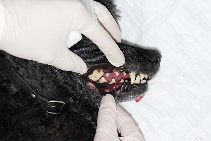 Do Dogs Get Cold Sores? How to Identify and Treat Canine Oral Lesions