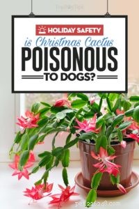 Is the Christmas Cactus Safe Around Dogs? Expert Guidance