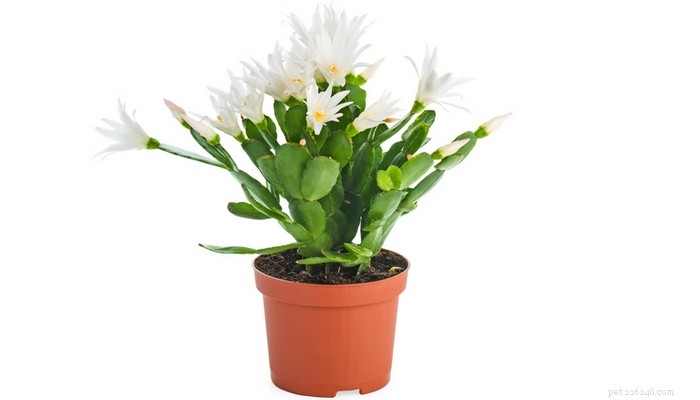 Is the Christmas Cactus Safe Around Dogs? Expert Guidance