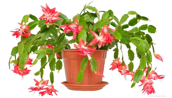 Is the Christmas Cactus Safe Around Dogs? Expert Guidance