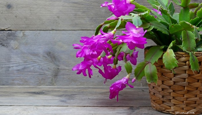 Is the Christmas Cactus Safe Around Dogs? Expert Guidance