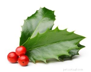 Is the Christmas Cactus Safe Around Dogs? Expert Guidance
