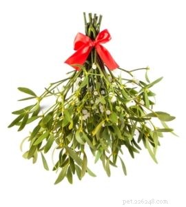 Is the Christmas Cactus Safe Around Dogs? Expert Guidance