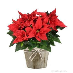 Is the Christmas Cactus Safe Around Dogs? Expert Guidance