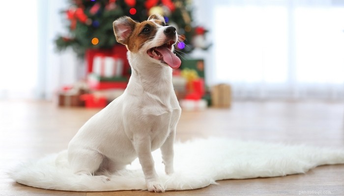 Is the Christmas Cactus Safe Around Dogs? Expert Guidance