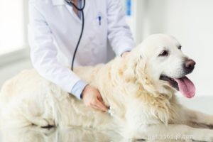 Excessive Dog Panting: Causes, Symptoms, and How to Protect Your Pet