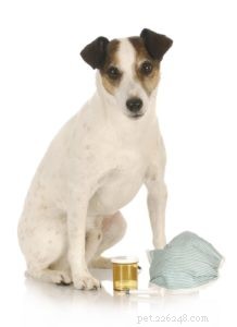 Excessive Dog Panting: Causes, Symptoms, and How to Protect Your Pet