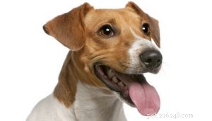 Excessive Dog Panting: Causes, Symptoms, and How to Protect Your Pet