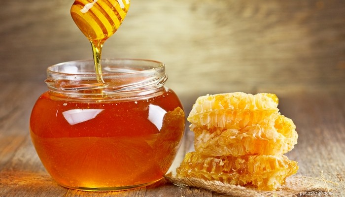Honey for Dogs: A Science-Backed Guide to Health Benefits & Safety