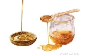 Honey for Dogs: A Science-Backed Guide to Health Benefits & Safety