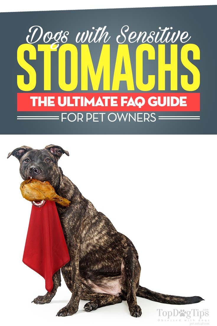 Sensitive Stomach Issues in Dogs: Expert FAQs & Care Tips