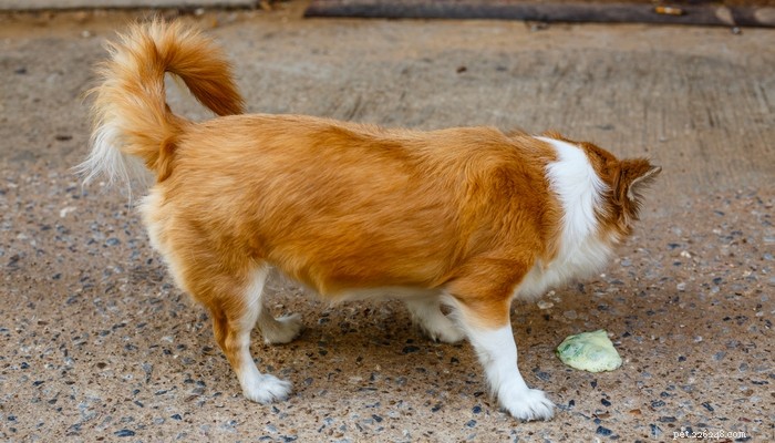 Sensitive Stomach Issues in Dogs: Expert FAQs & Care Tips