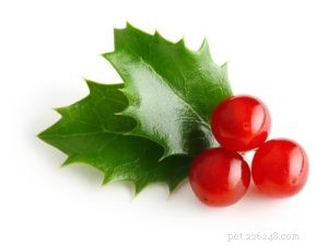 Are Christmas Trees Safe for Dogs? Understanding Risks and Prevention