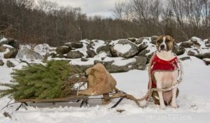 Are Christmas Trees Safe for Dogs? Understanding Risks and Prevention