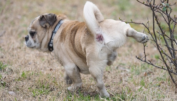 Blood in Your Dog’s Urine: Causes, Risks, and Immediate Actions