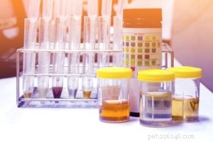 Blood in Your Dog’s Urine: Causes, Risks, and Immediate Actions