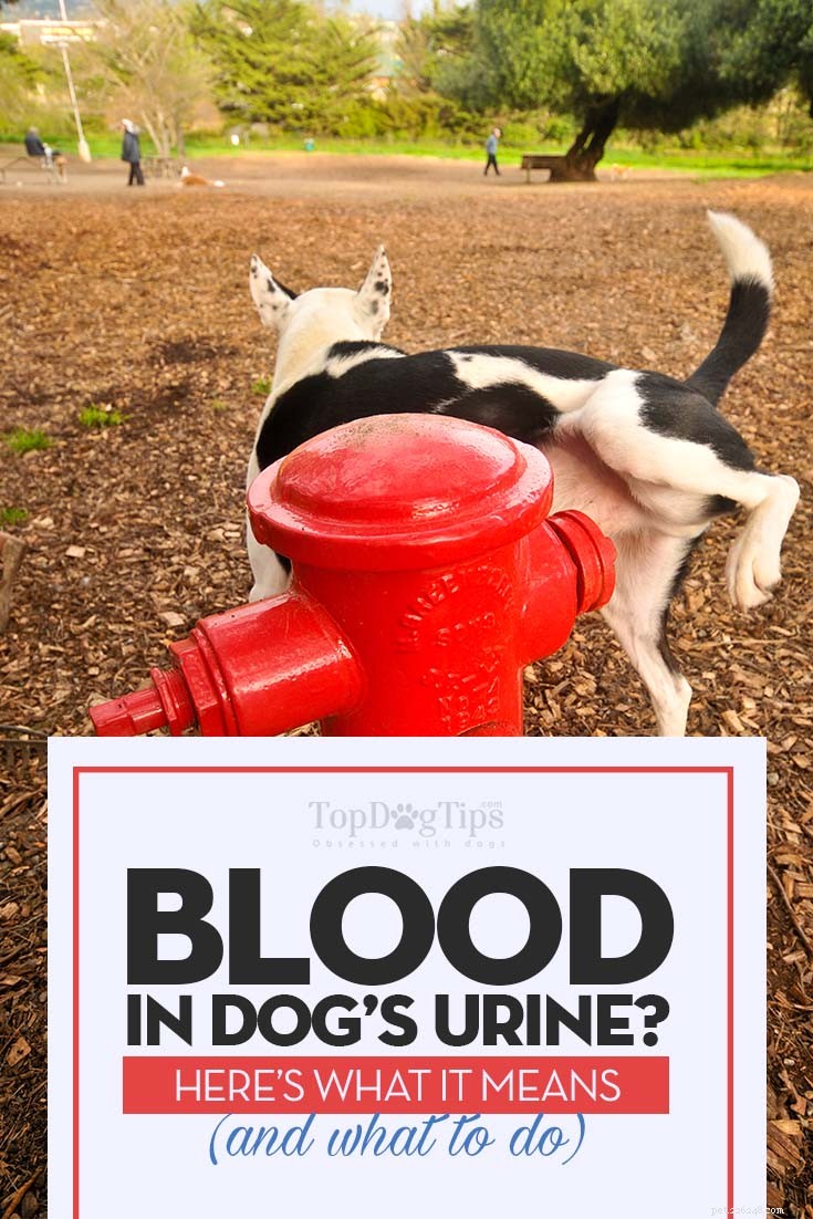 Blood in Your Dog’s Urine: Causes, Risks, and Immediate Actions