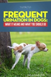 Understanding Frequent Dog Urination: Causes, Risks, and How to Help