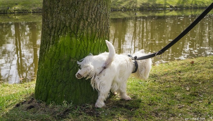 Understanding Frequent Dog Urination: Causes, Risks, and How to Help
